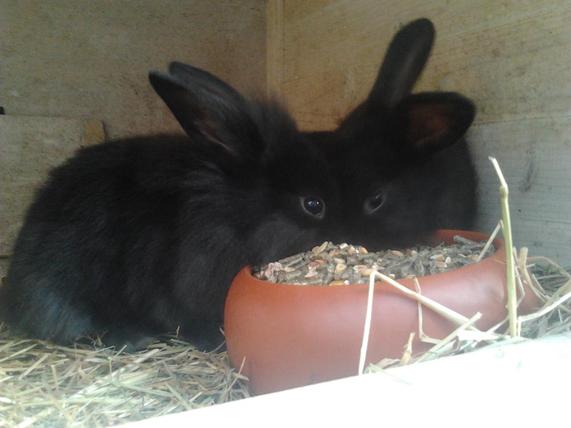 Kanin Batman billede 13