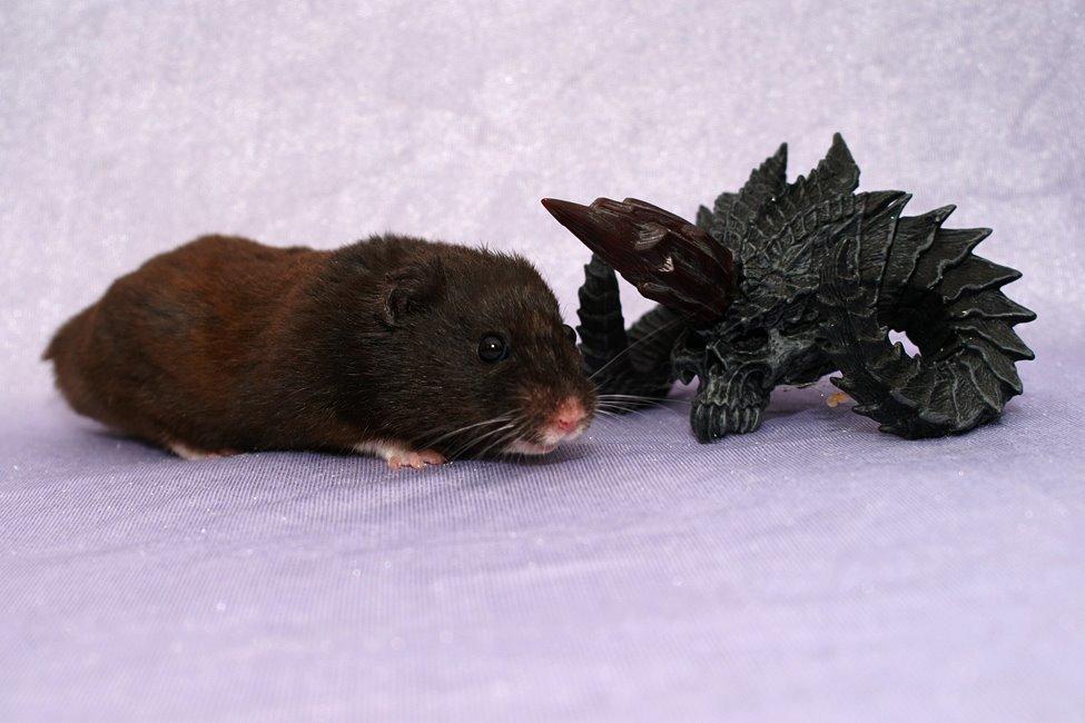 Hamster Hyggehulen's Diablo billede 15