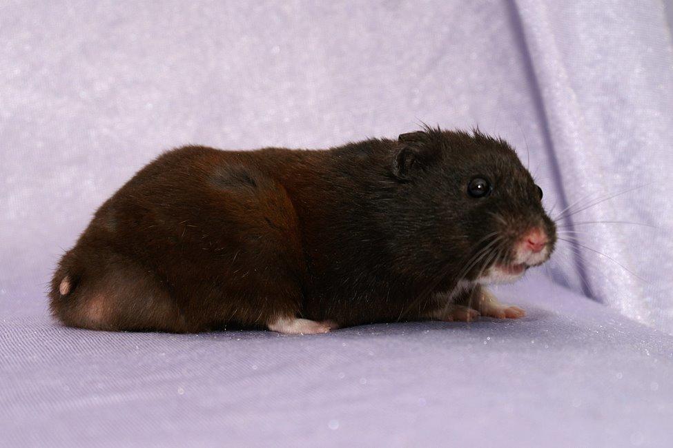 Hamster Hyggehulen's Diablo billede 16