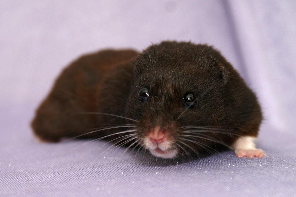 Hamster Hyggehulen's Diablo billede 17