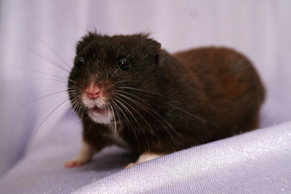 Hamster Hyggehulen's Diablo billede 18