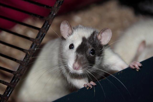 Tamrotte Hell´s Diva billede 2