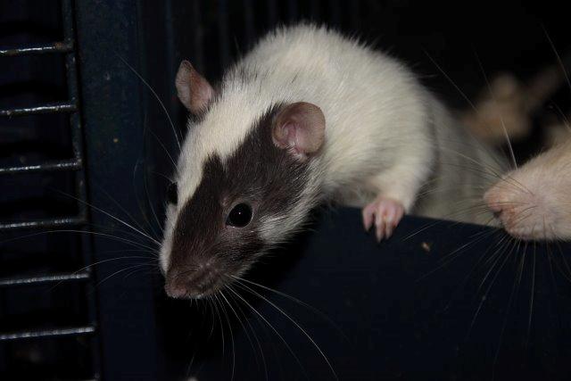 Tamrotte Hell´s Diva billede 3