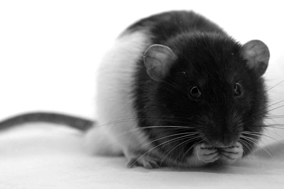 Tamrotte Sheldon billede 3