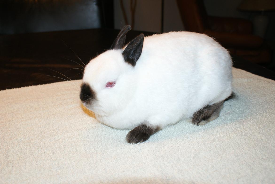 Kanin Hermelin Rulle Kugle Ulla (Yasmin) billede 8