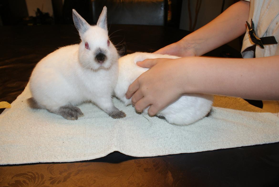 Kanin Hermelin Donna billede 3