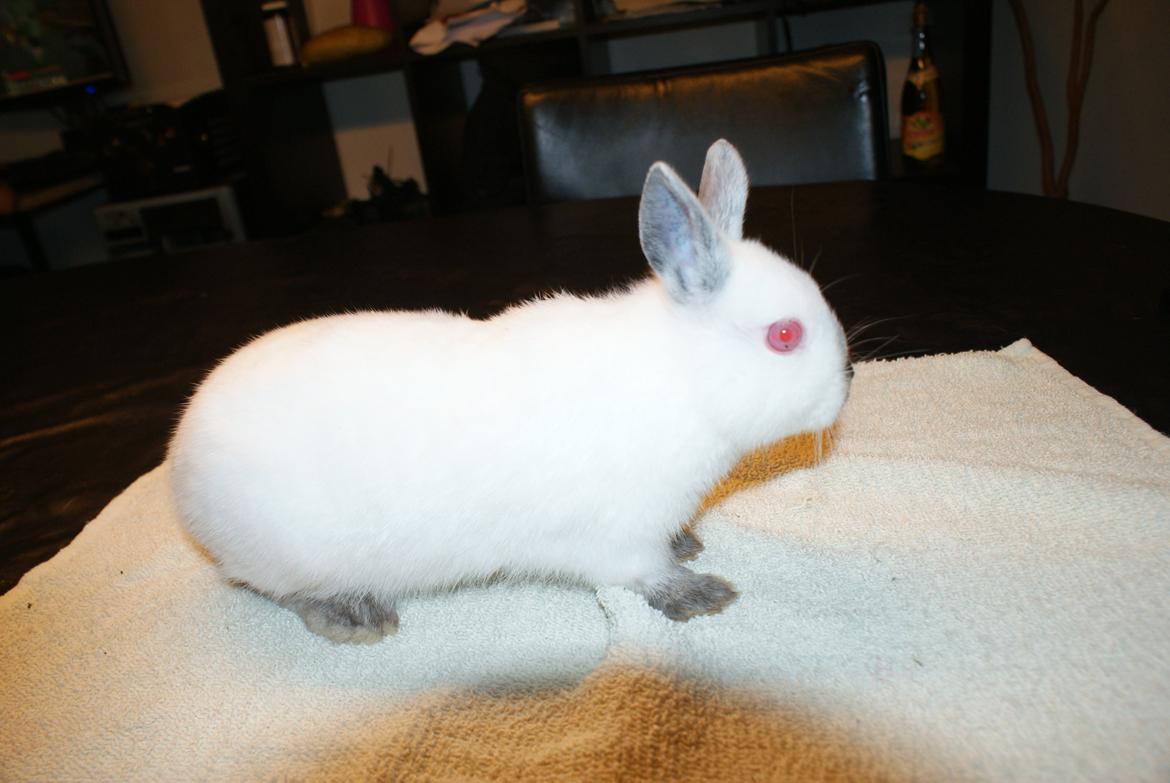 Kanin Hermelin Donna billede 5