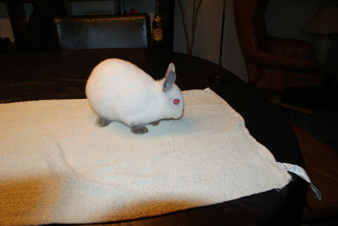 Kanin Hermelin Donna billede 6