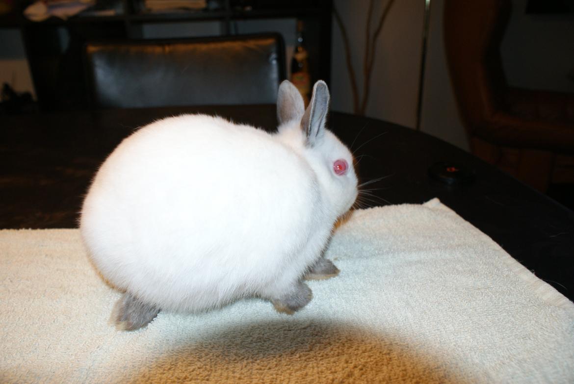 Kanin Hermelin Donna billede 7