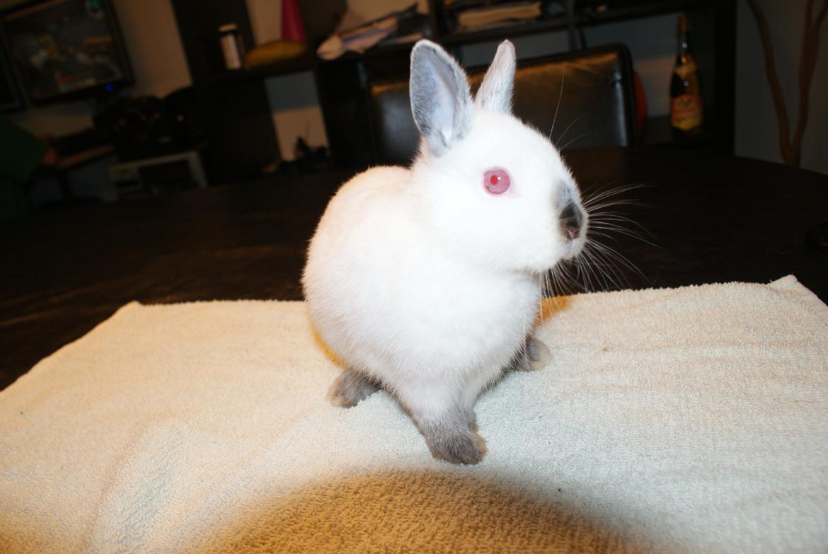 Kanin Hermelin Donna billede 8