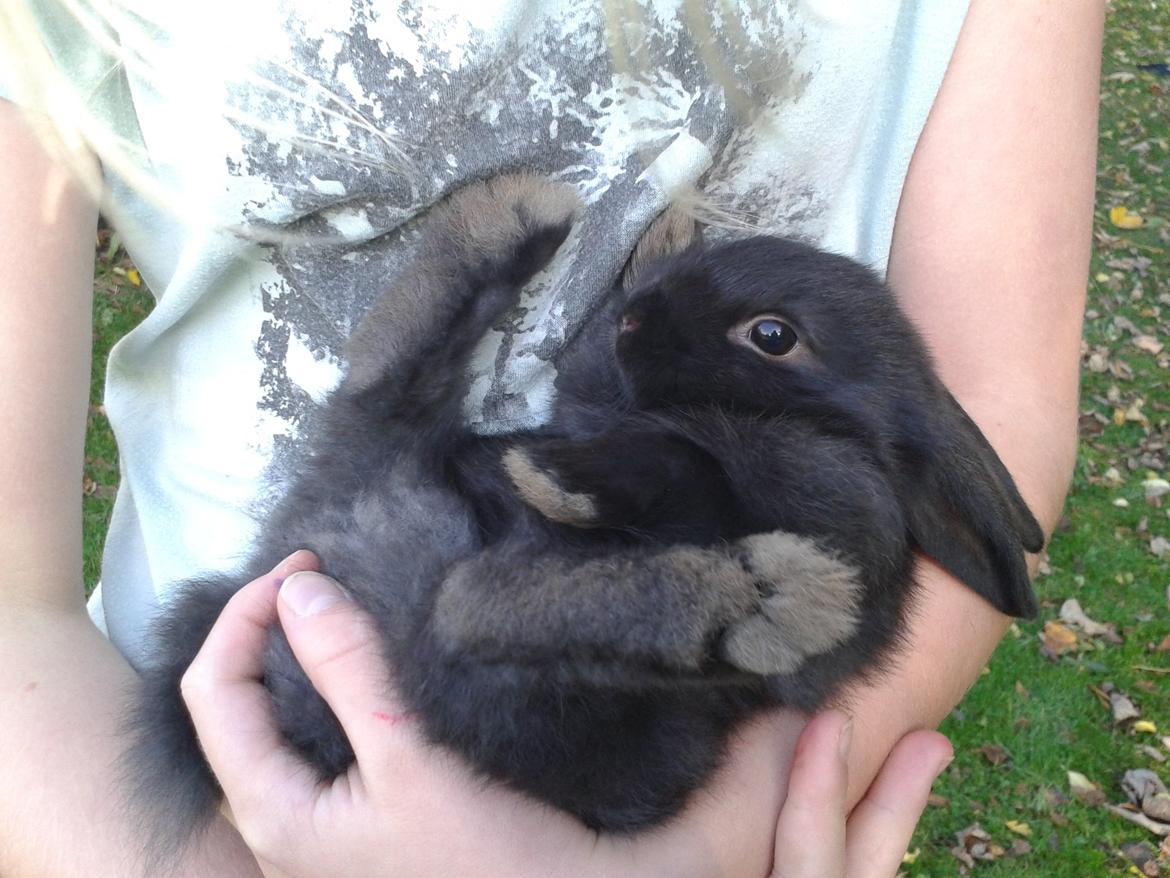 Kanin Batman billede 15