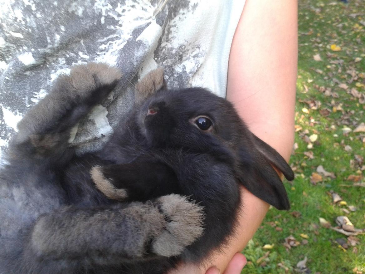 Kanin Batman billede 16