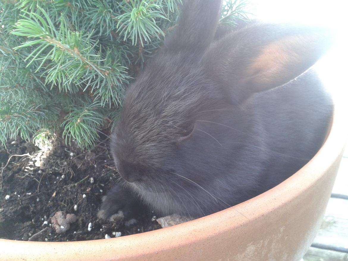 Kanin Batman billede 17