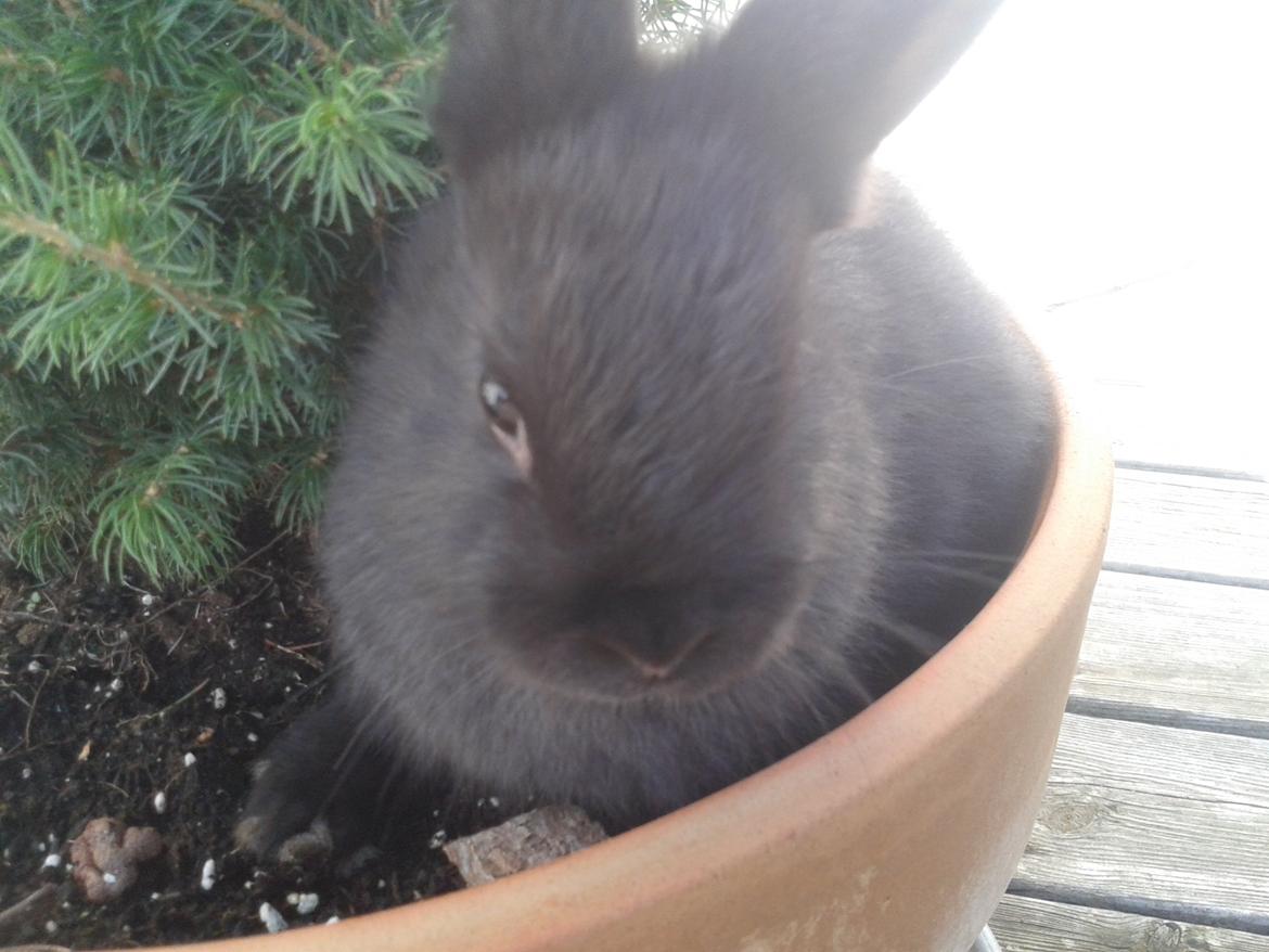 Kanin Batman billede 18