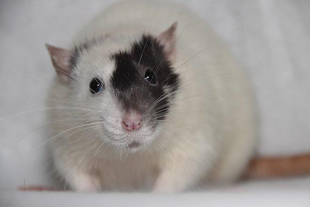 Tamrotte Hell´s Diva billede 1