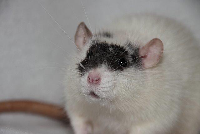 Tamrotte Hell´s Golden Crush billede 1