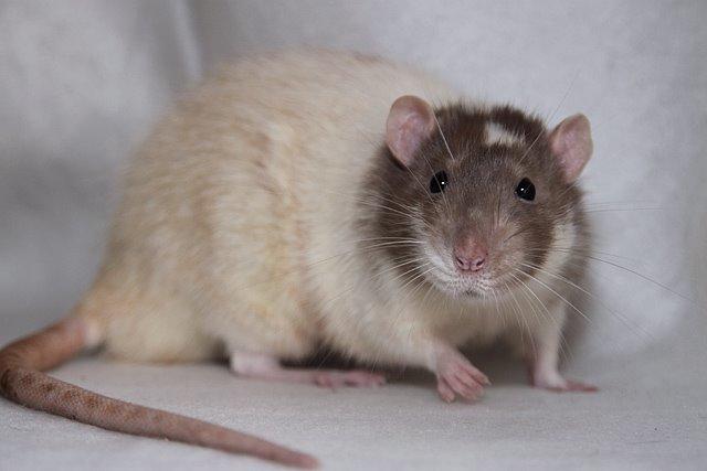 Tamrotte Hell´s Rufio the Magnificent billede 1