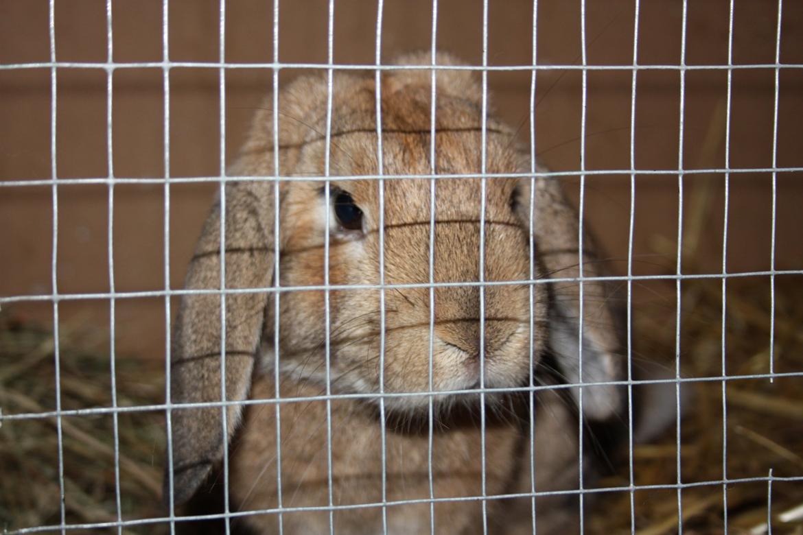 Kanin Askelunds Aius Cupido billede 6