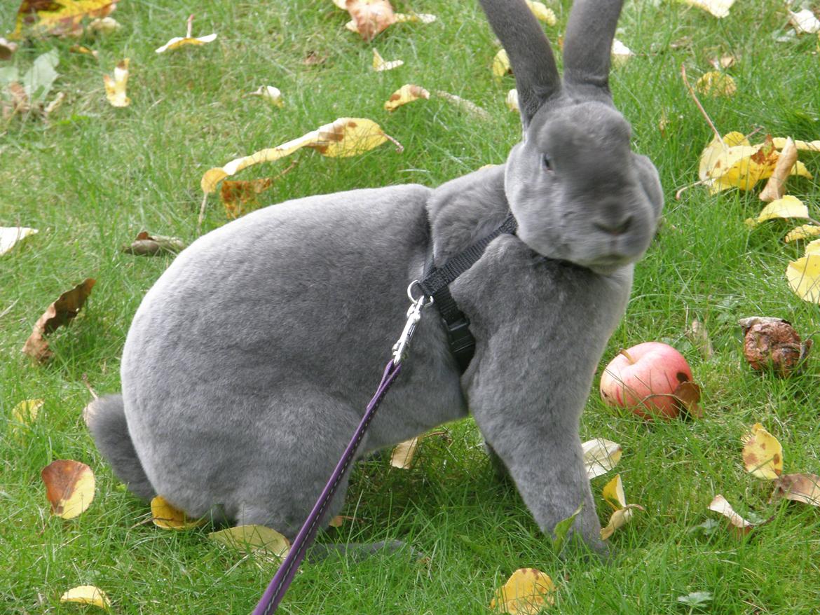 Kanin Kilarto *blå rex* 93,5p billede 33