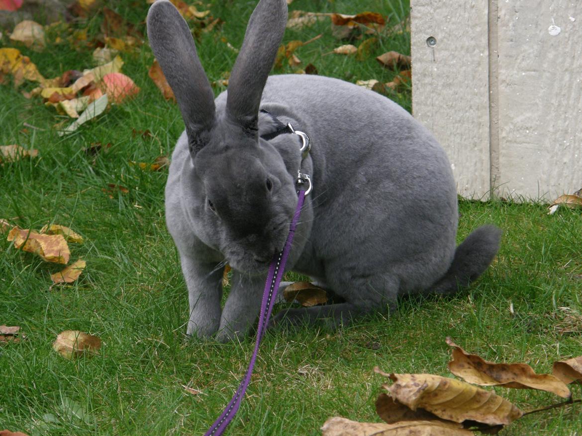 Kanin Kilarto *blå rex* 93,5p billede 29
