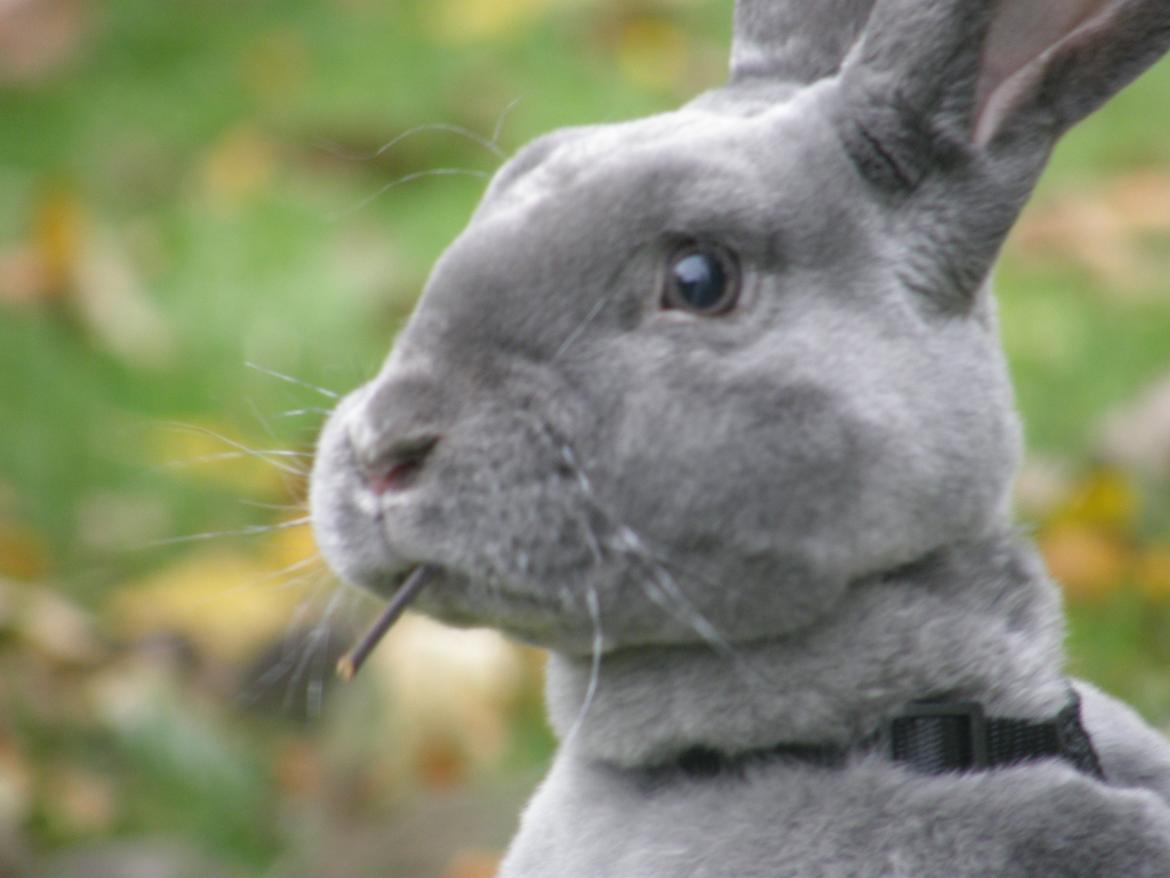 Kanin Kilarto *blå rex* 93,5p billede 34