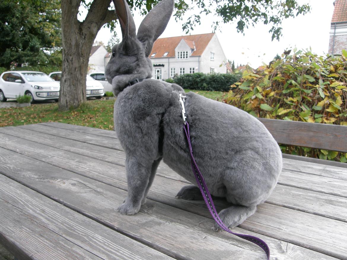Kanin Kilarto *blå rex* 93,5p billede 35