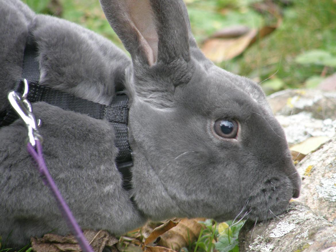 Kanin Kilarto *blå rex* 93,5p billede 36