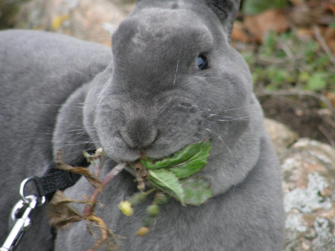 Kanin Kilarto *blå rex* 93,5p billede 37