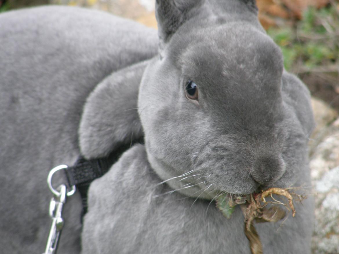 Kanin Kilarto *blå rex* 93,5p billede 38