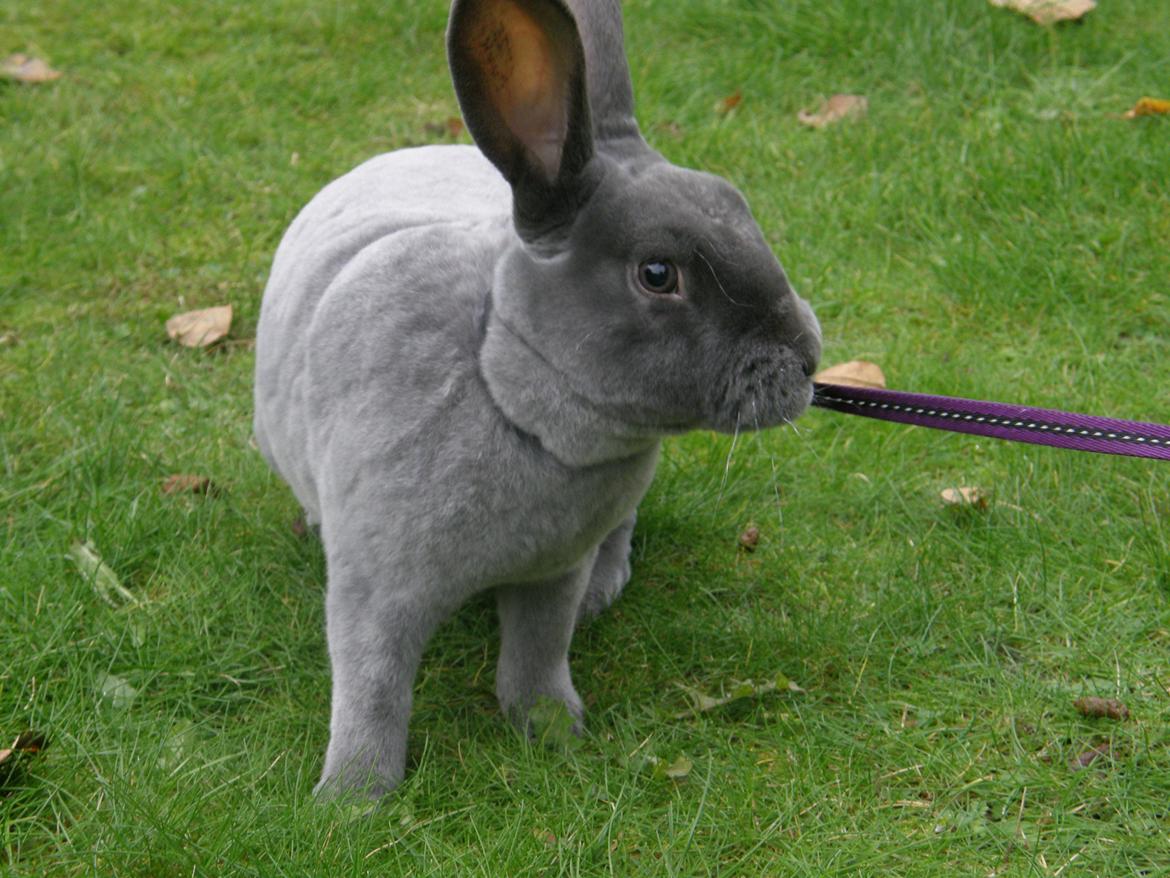 Kanin Kilarto *blå rex* 93,5p billede 30