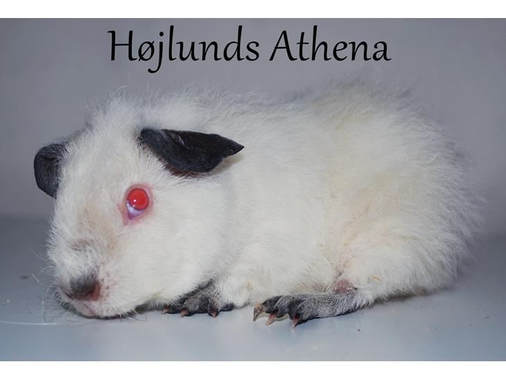 {{currentPhoto.altText}} billede {{currentPhoto.number}}