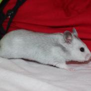 Hamster ~ Olwena