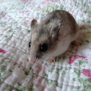 Dværghamster • Toffie • Himmelhamster •