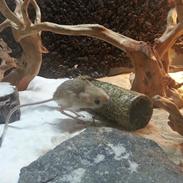 Hestespringer Hopper