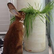 Kanin Ingolf (tidl kanin)