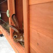 Kanin Ingolf (tidl kanin)