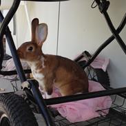 Kanin Ingolf (tidl kanin)