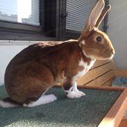 Kanin Ingolf (tidl kanin)