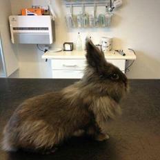 Kanin R.I.P ANASTASIA