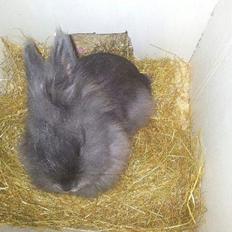 Kanin R.I.P ANASTASIA