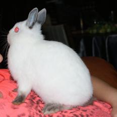 Kanin Hermelin Donna