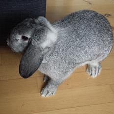 Kanin Har stadig intet