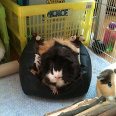 Marsvin Søndergaards Coco Channel