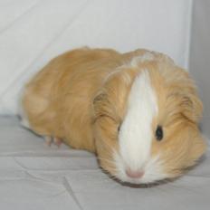 Marsvin Hauge´s Gypsy Girl