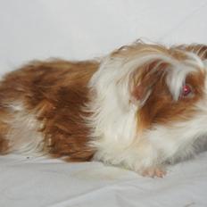 Marsvin Hauge´s Avalon