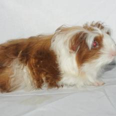 Marsvin Hauge´s Avalon