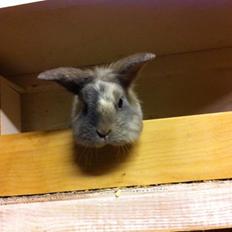 Kanin Lægaardens Tex