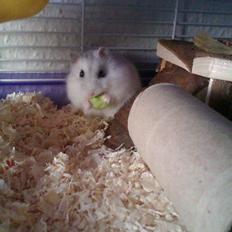 Dværghamster | Molly
