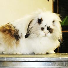 Kanin Zita