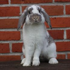 Kanin Dolls Inpavidus Herakles